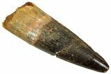 Fossil Spinosaurus Tooth - Real Dinosaur Tooth #329594-1